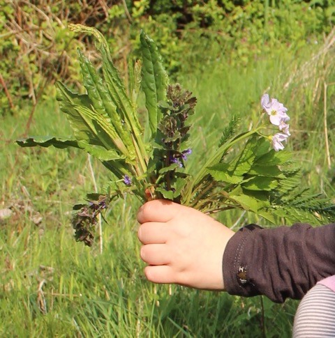 Bonne Mauvaises Herbes