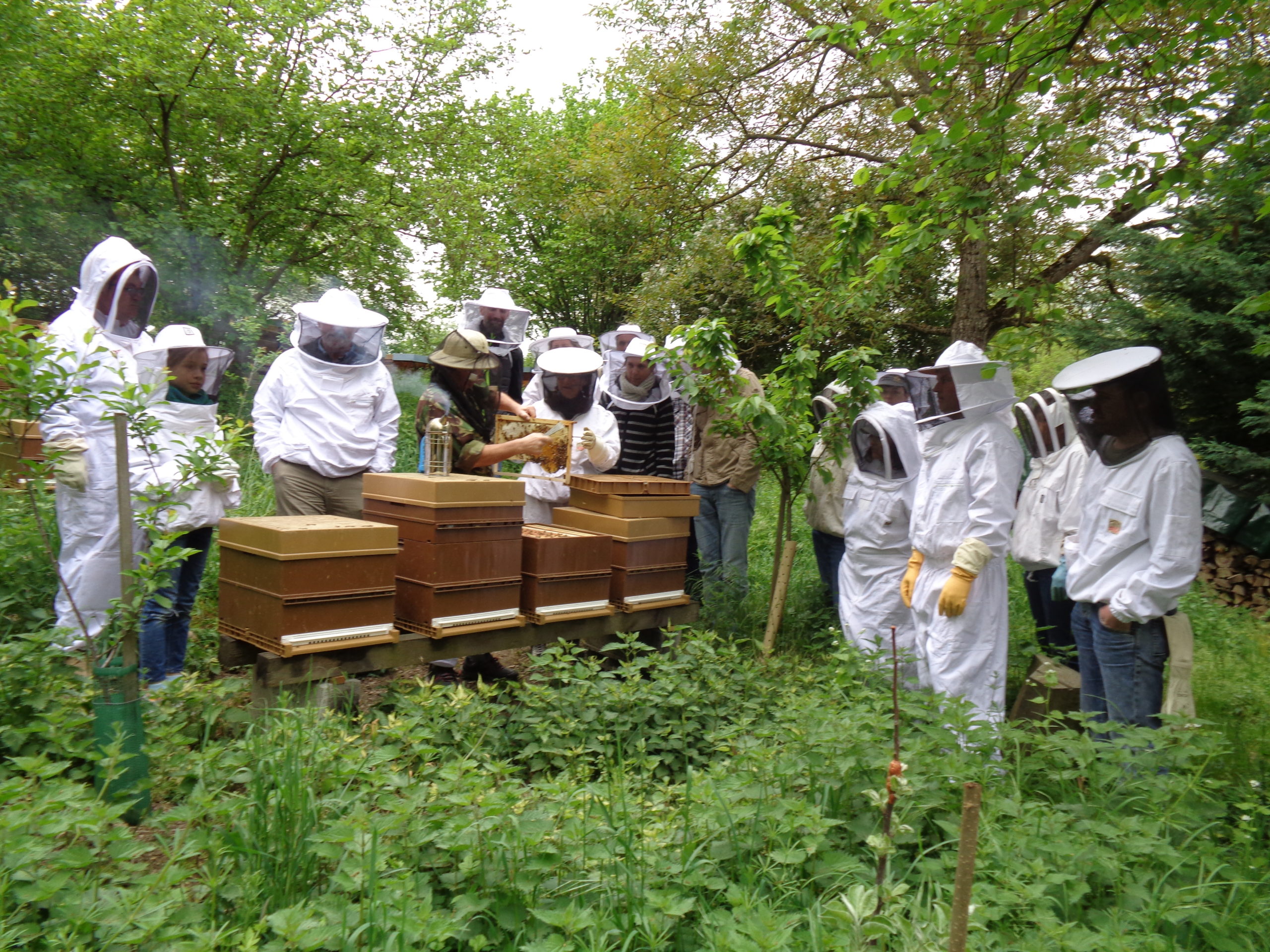 Formation apiculture
