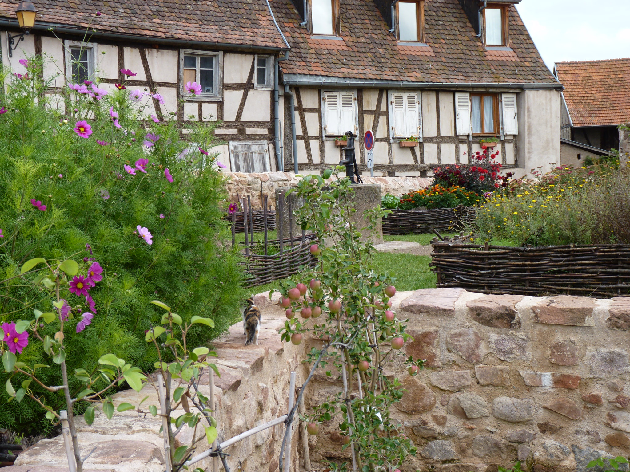Jardin médiéval (4)