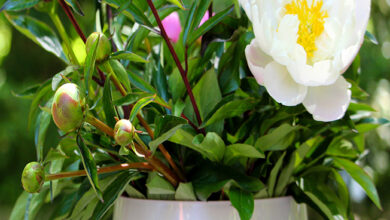 Atelier floral : Pivoines