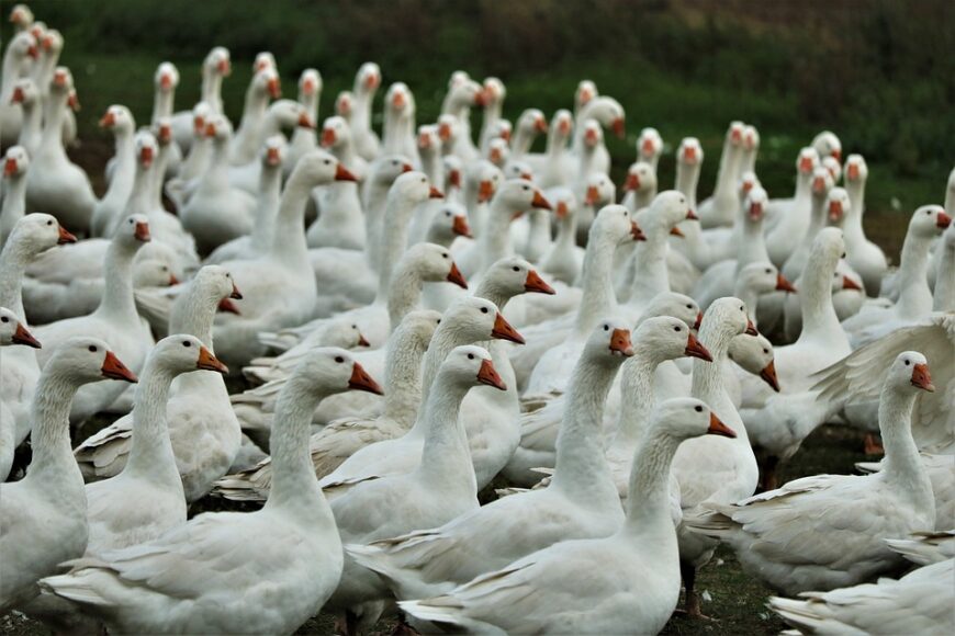 Point sur la situation relatif à l’influenza aviaire