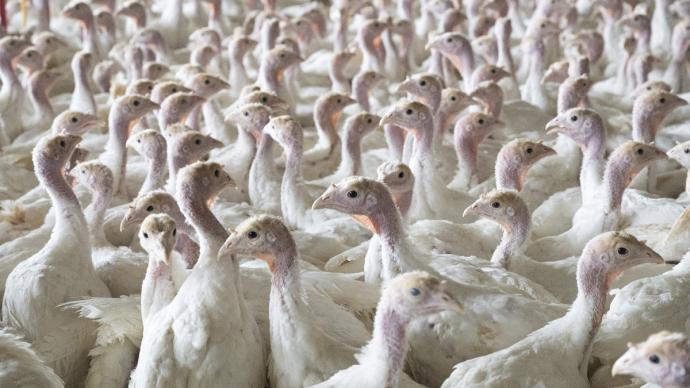 Point sur la situation relatif à l’influenza aviaire