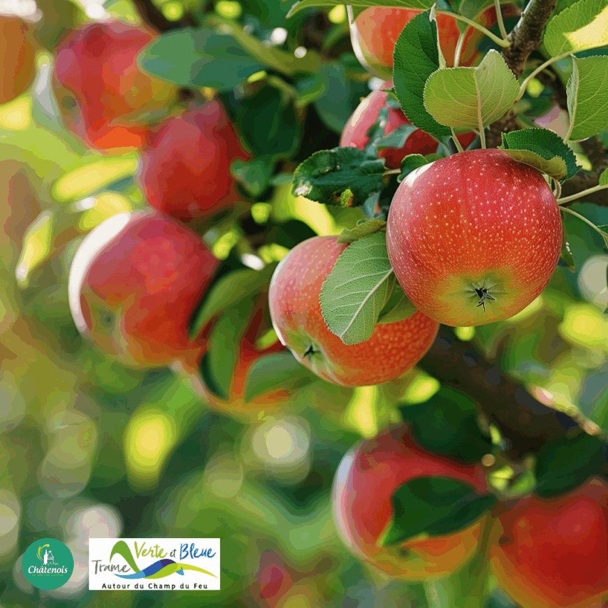 Arrosage des arbres fruitiers