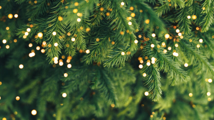  Mise à dispositions de branches de sapins 