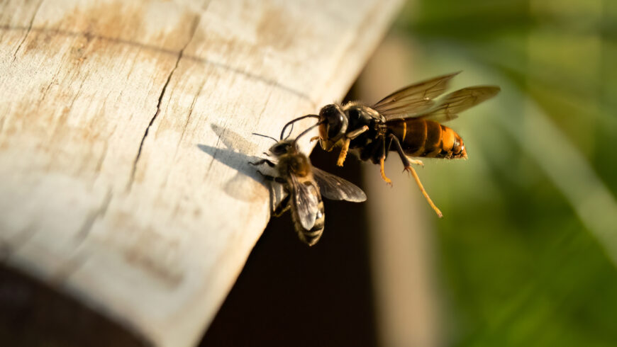 Châtenois lance un appel à 20 bénévoles pour lutter contre le frelon asiatique